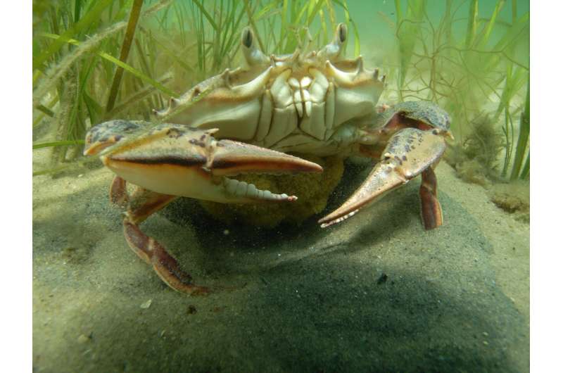 'life in the ocean touches everyone': US rolls out first national ocean biodiversity strategy