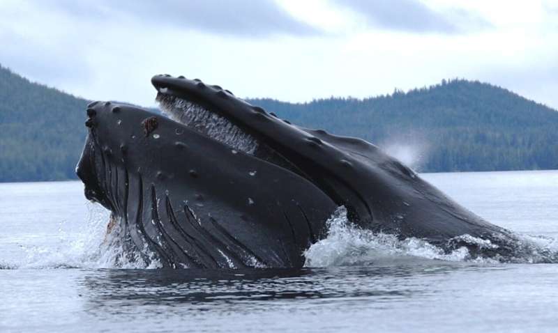 'life in the ocean touches everyone': US rolls out first national ocean biodiversity strategy