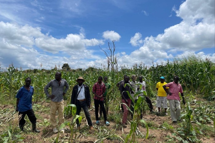 Zambian farmers inspect damage to a field following an elephant incursion