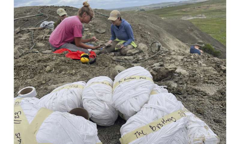 Three boys found a T. rex fossil in North Dakota. Now a Denver museum works to fully reveal it