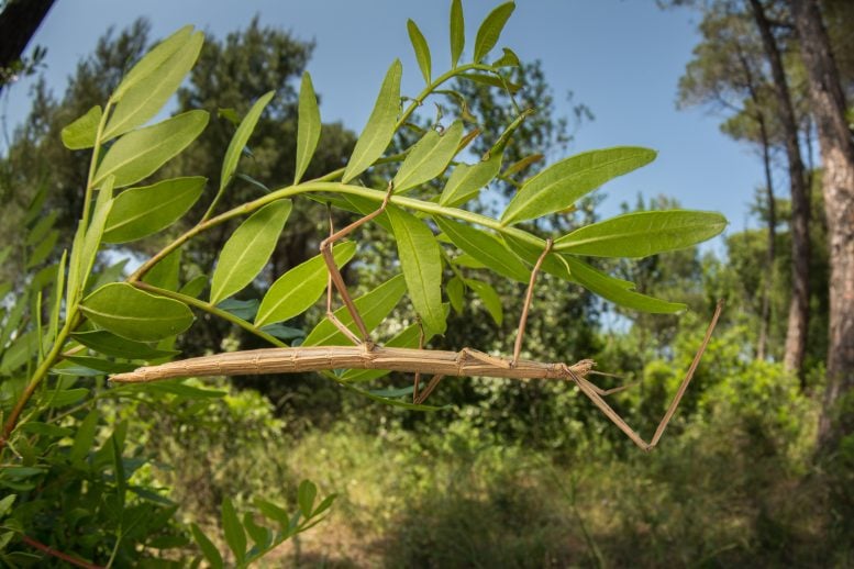 Stick Insect Photograph