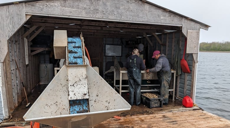  A floating work station where two people are grading oysters 