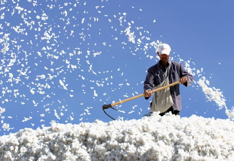 A worker harvests bits of cotton that are fluttering with the blue sky in the backdrop 