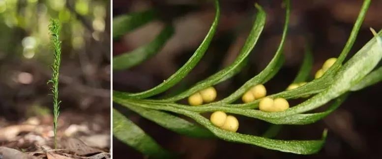 Tiny Fern Has Largest Genome