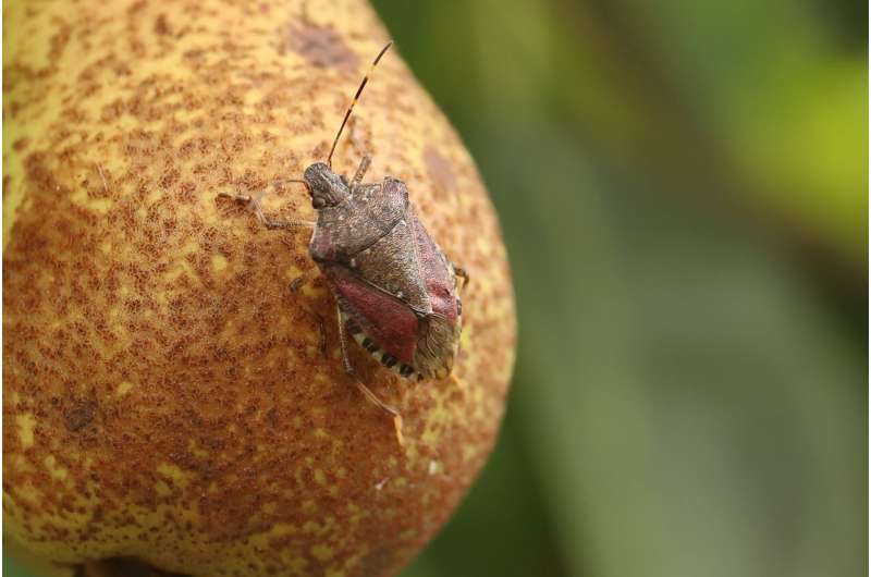 Drones and AI harnessed to monitor invasive stink bugs