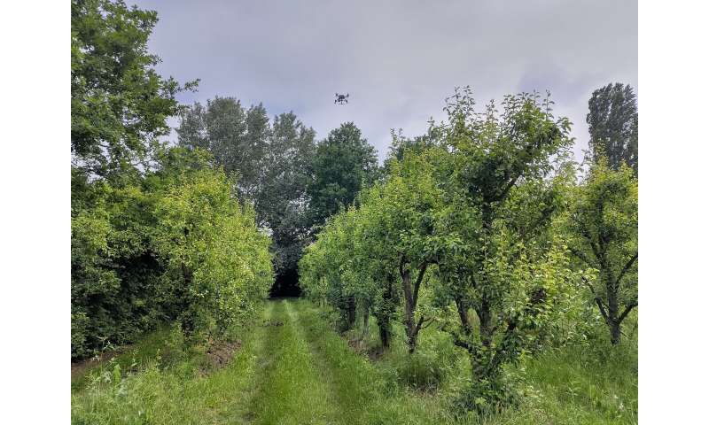 Drones and AI harnessed to monitor invasive stink bugs