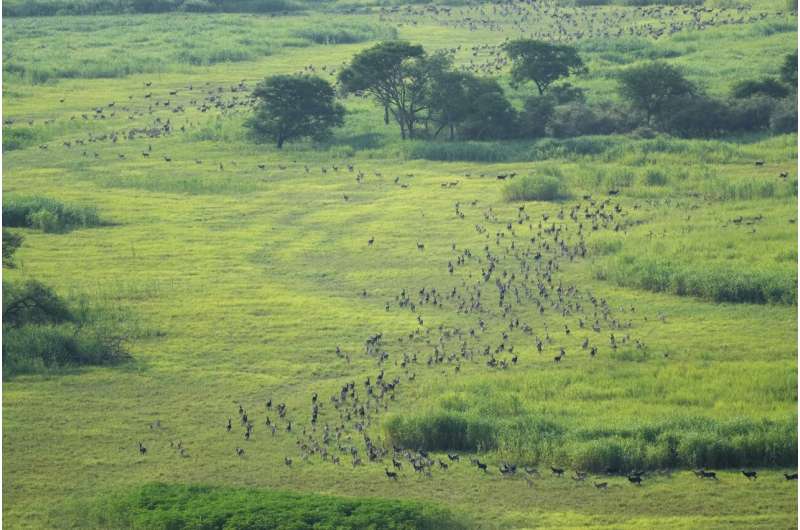 South Sudan says its 6M antelope make up world’s largest land mammal migration, but poaching on rise