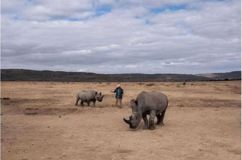 The pioneering project of injecting radioactive material into live rhino horns is aimed at curbing poaching.