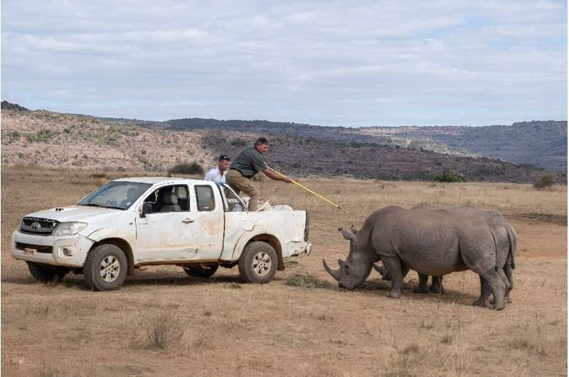 South Africa is home to a large majority of the world's rhinos and a hotspot for poaching, which is driven by demand from Asia