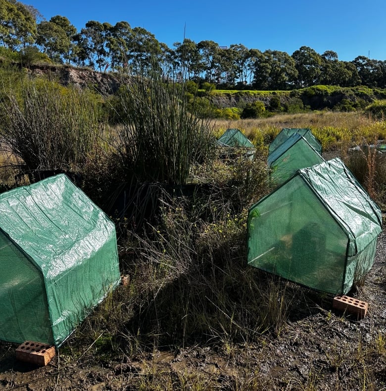 Greenhouses with bricks inside are seen in Sydney, Australia. 