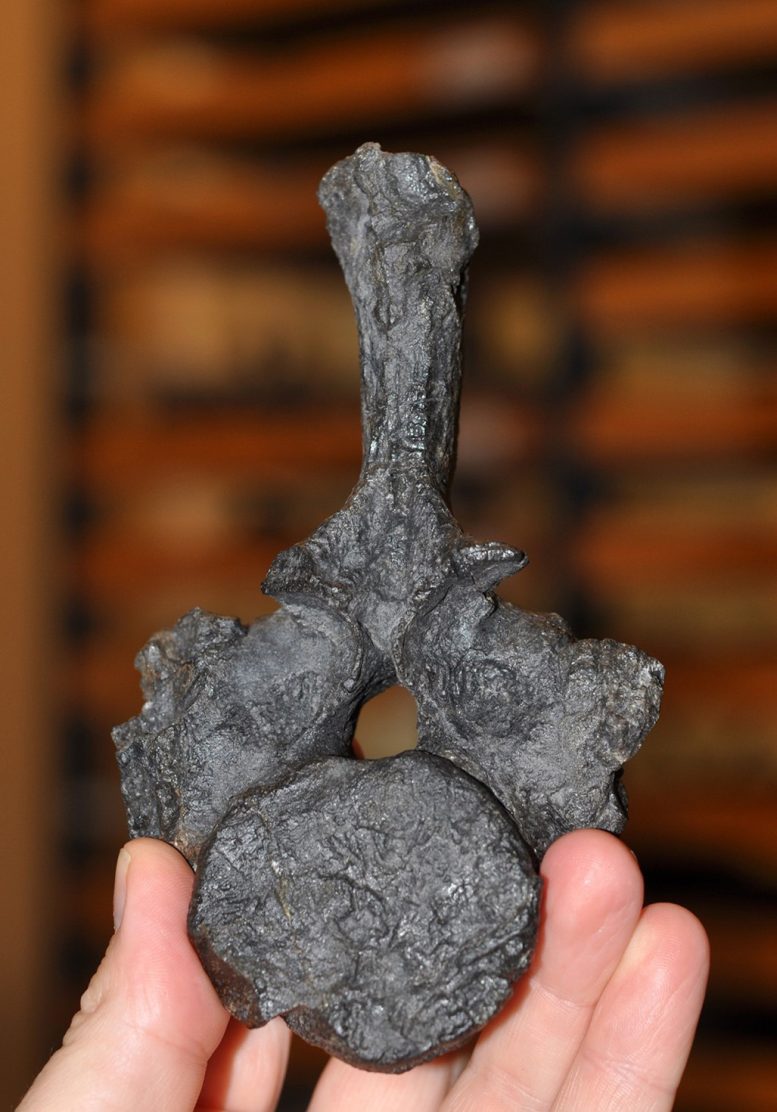 Original Fossil of the New Zealand Nothosaur Vertebra