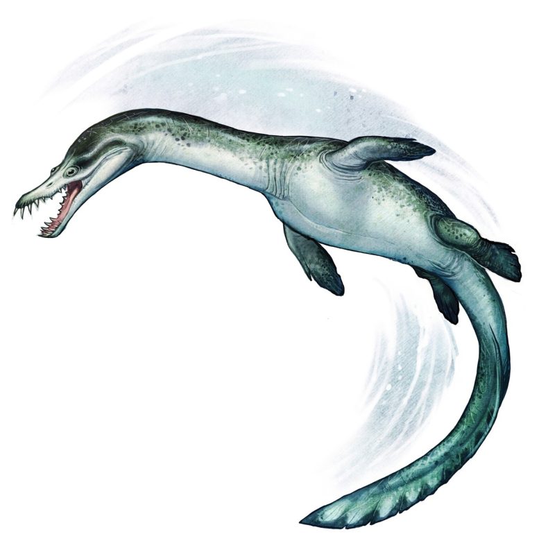 Reconstruction of New Zealand Nothosaur