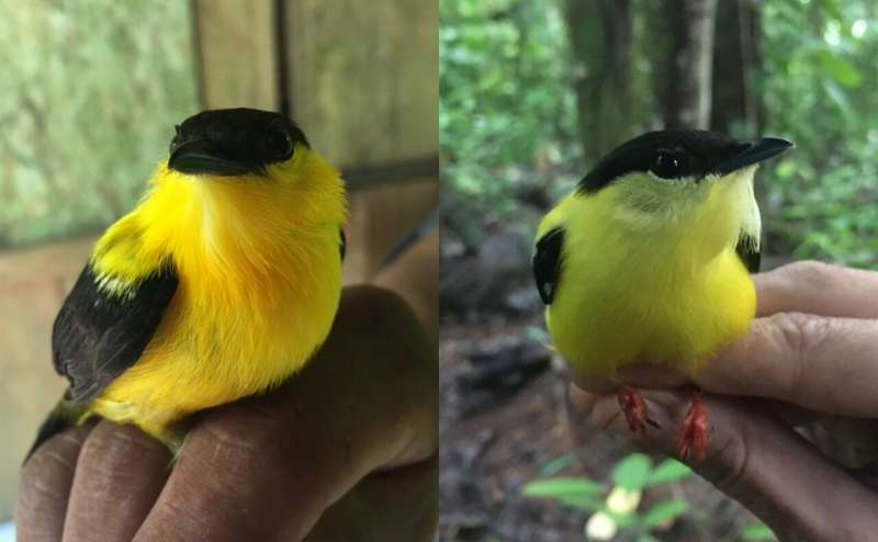 Researchers find genetic stability in a long-term Panamanian hybrid zone of manakins