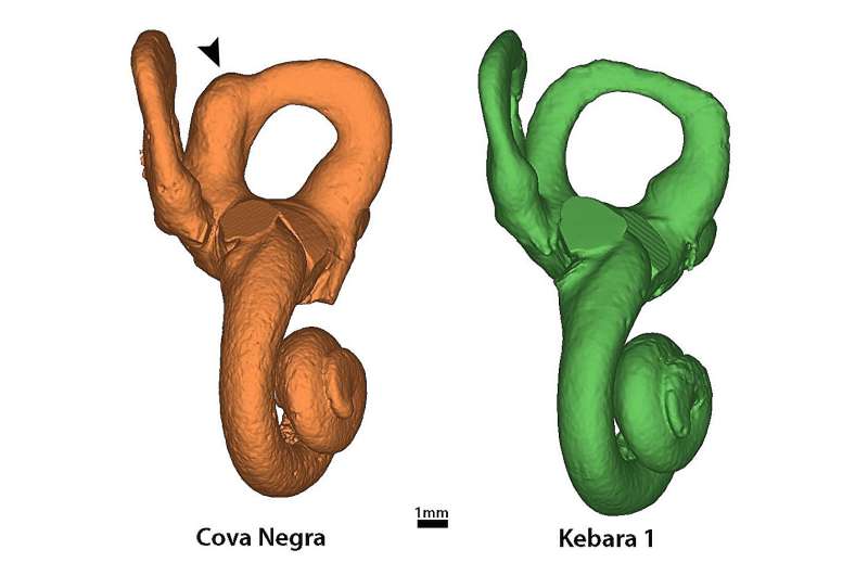 First case of Down syndrome in Neandertals documented in new study