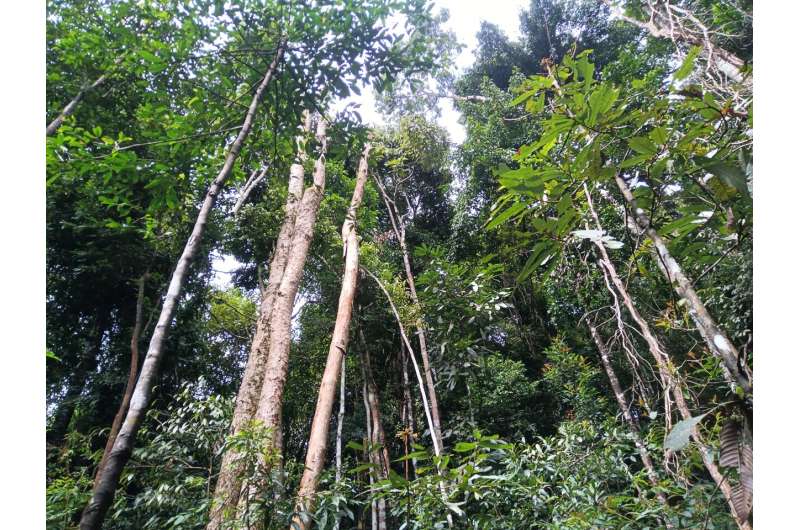 Phytochemical diversity and herbivory are higher in tropical forests: Study