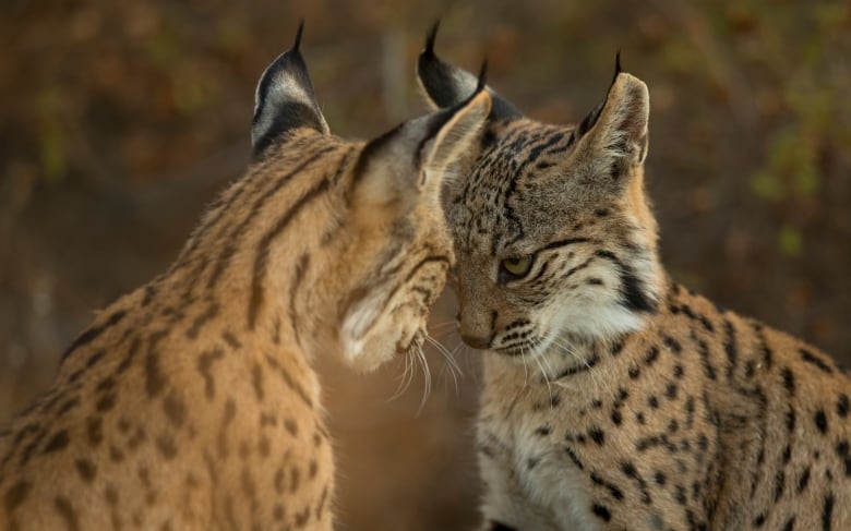 Two cats stand nose to nose.