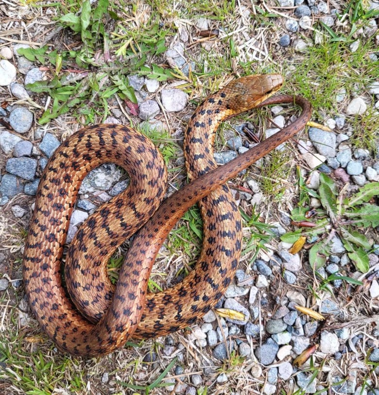 A brownish snake is coiled on ground which is covered with weeds and small pebbles.