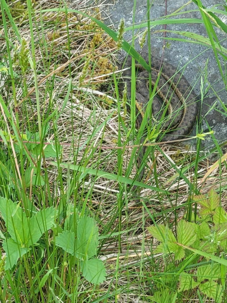 A snake is visible through tall grass.