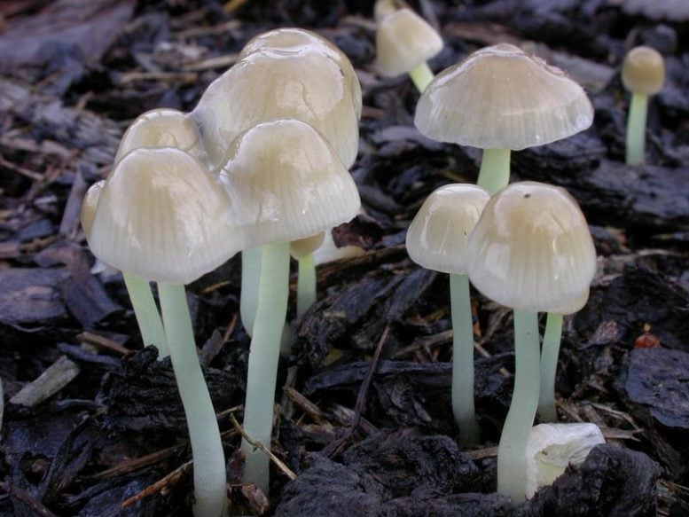 Mycena epipterygia