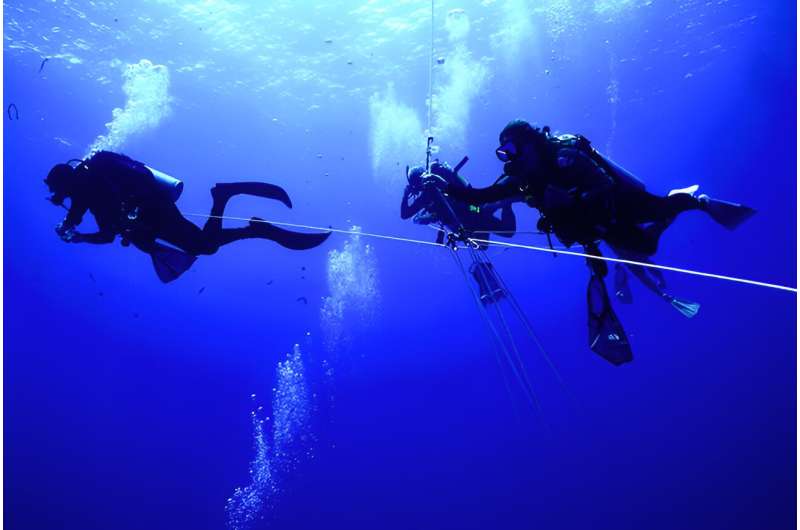 Under pressure: How comb jellies have adapted to life at the bottom of the ocean