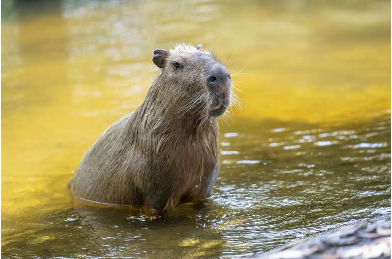 Female capybara goes to Florida as part of a breeding program for the large South American rodents