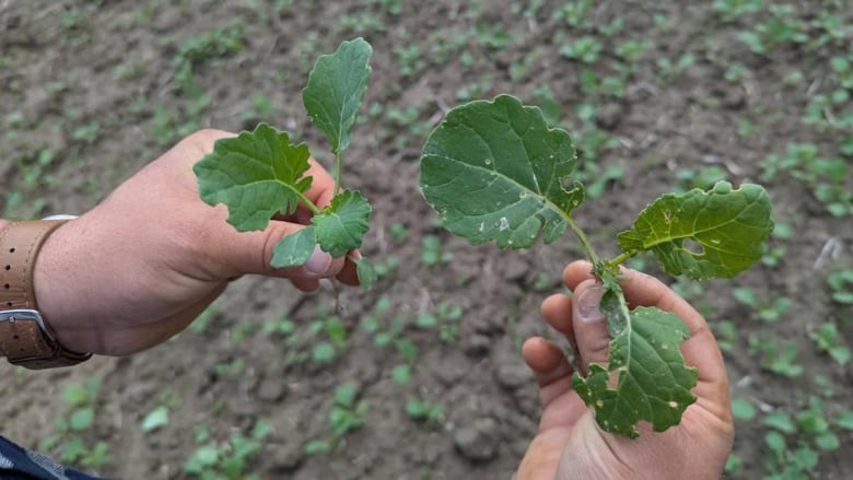 Hands holding damaged canola 