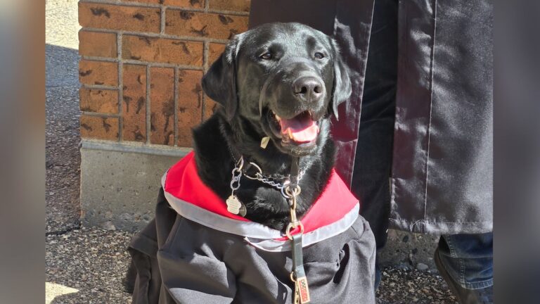 Doug the dog gets dressed up to graduate alongside Sask. teen with autism