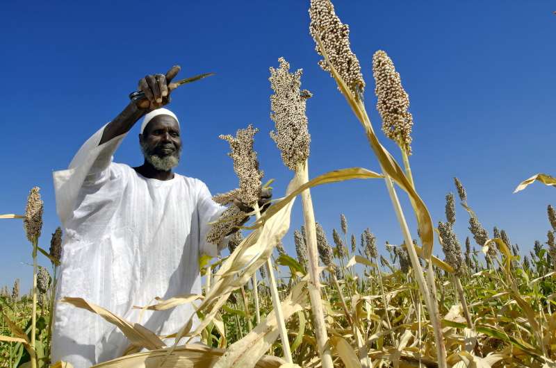 An important but often overlooked step in the green transition: Danish research center maps crucial climate genes in crops