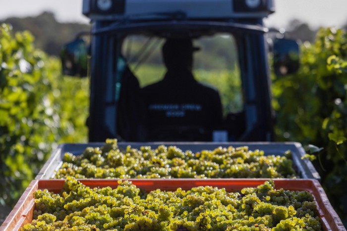 A tractor pulls freshly picked grapes in storage crates at a Chapel Down Group Plc vineyard in Maidstone