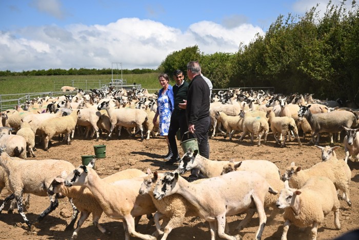 In a sheep pen in a field, surrounded by sheep, three men and one woman stand talking. One of the men, David Cameron, is holding a bucket