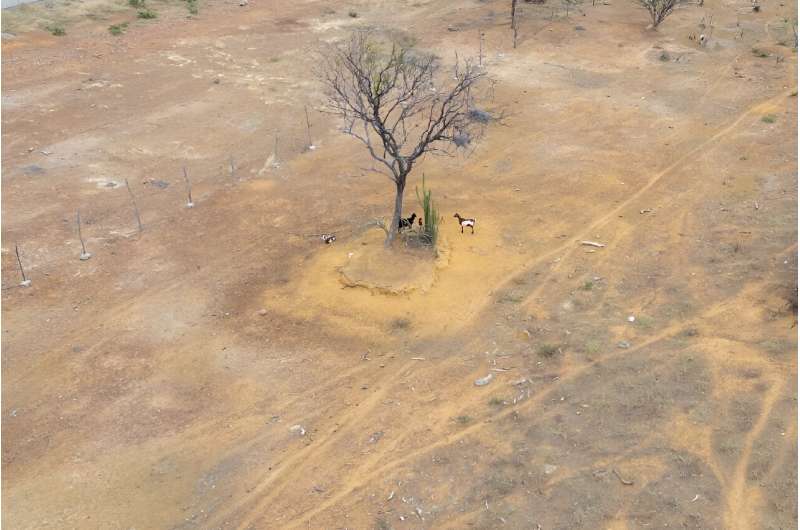 Aerial view of goats on the side of the road in Pinhoes, Bahia State, Brazil on June 12, 2024