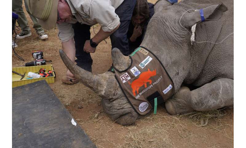 South African researchers test use of nuclear technology to curb rhino poaching