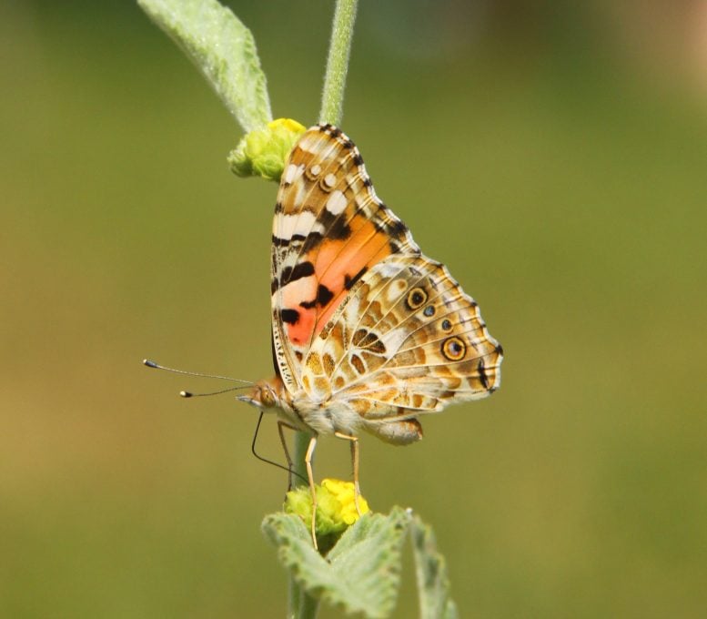 Painted Lady Butterfly