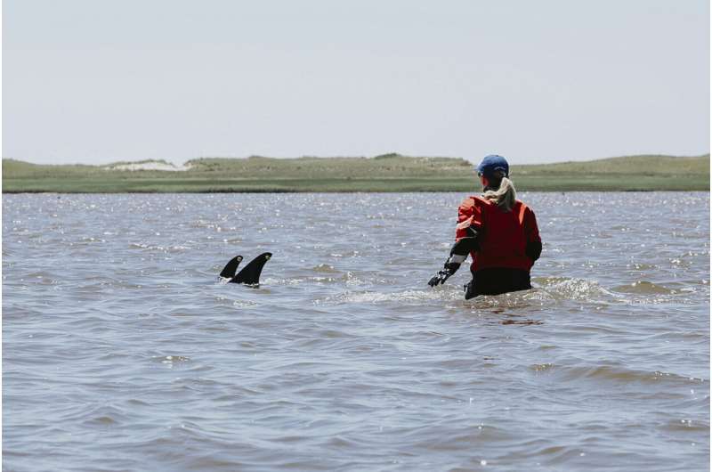 Animal rescuers try to keep dozens of dolphins away from Cape Cod shallows after mass stranding