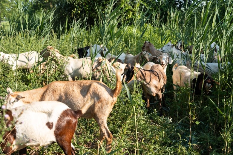 herd of goats