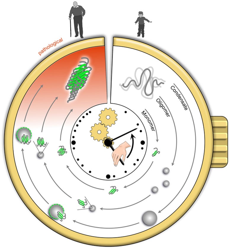 Protein Aggregation Clock
