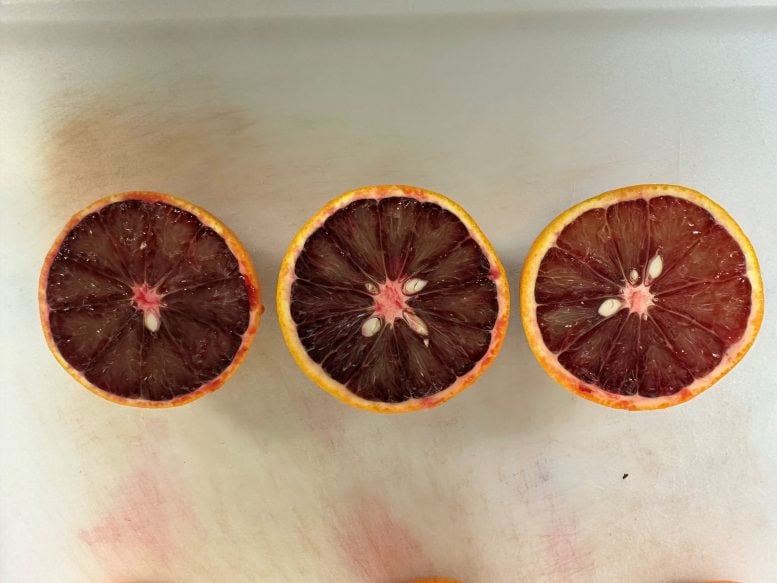 Blood Oranges