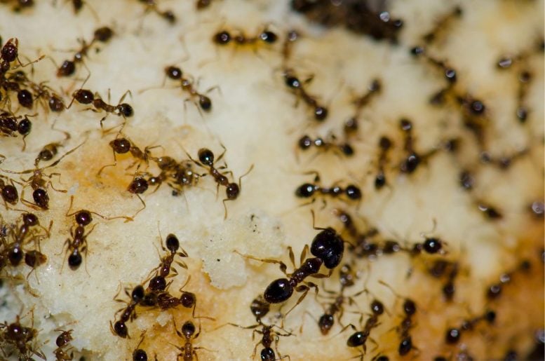 Argentine Ants Feeding on Food Scraps