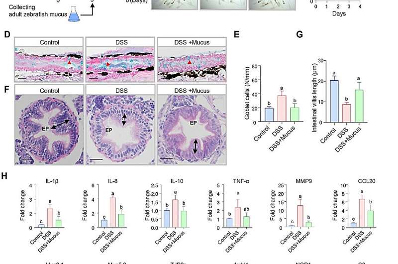 Fish mucus: A form of maternal immunity like mammalian milk