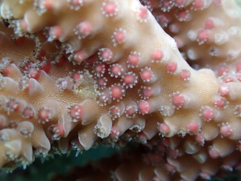 Scientists Unveil the Secret Sex Life of Coral