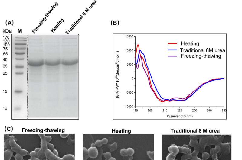 Spider minor ampullate silk protein nanoparticles: an effective protein delivery system capable of enhancing systemic immune responses