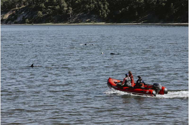 Animal rescuers try to keep dozens of dolphins away from Cape Cod shallows after mass stranding