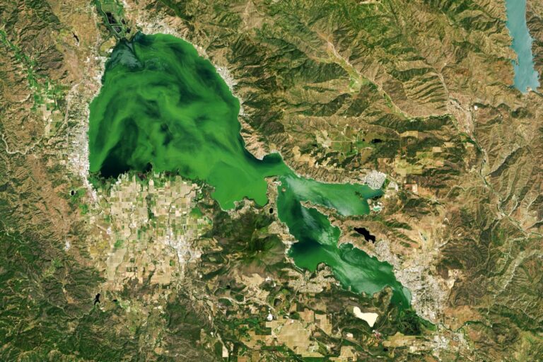 Toxic Algae and Environmental Neglect at California’s Clear Lake