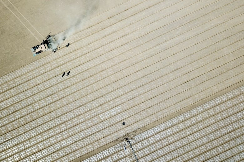 Aerial view of tractor working along vast white cotton field