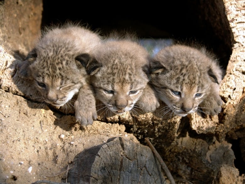 Three tiny cats' heads are visible side by side sticking out of a hollow log.