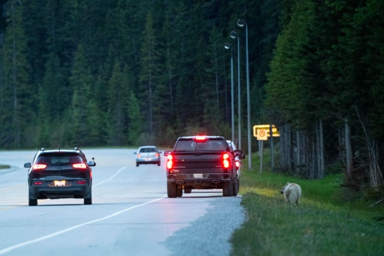 A white grizzly bear is pictured with a car driving past.