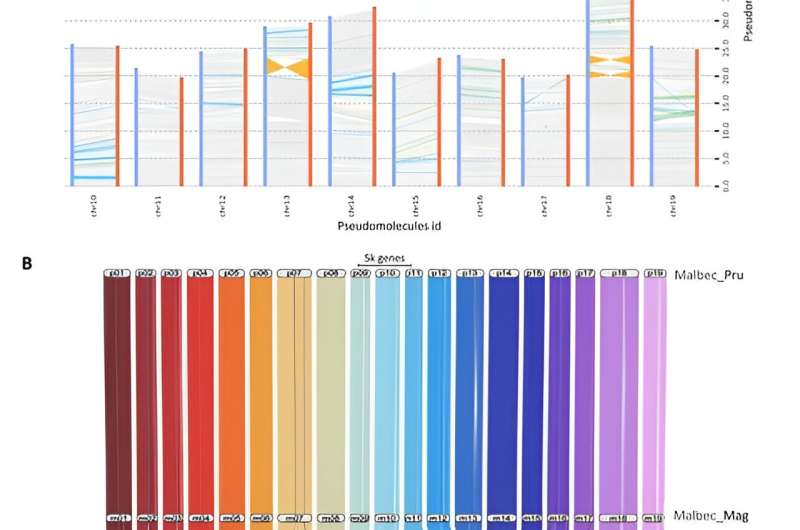 From vine to wine: Decoding Malbec's genetic diversity for clonal excellence