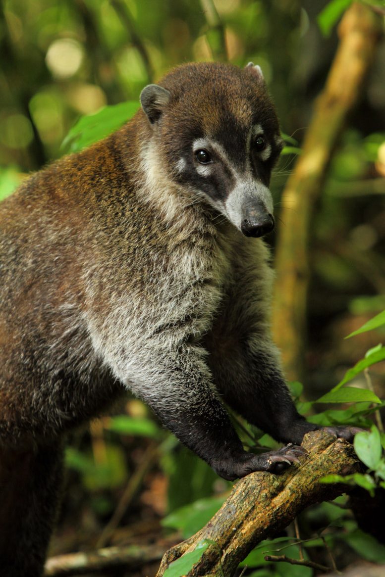 White Nosed Coati