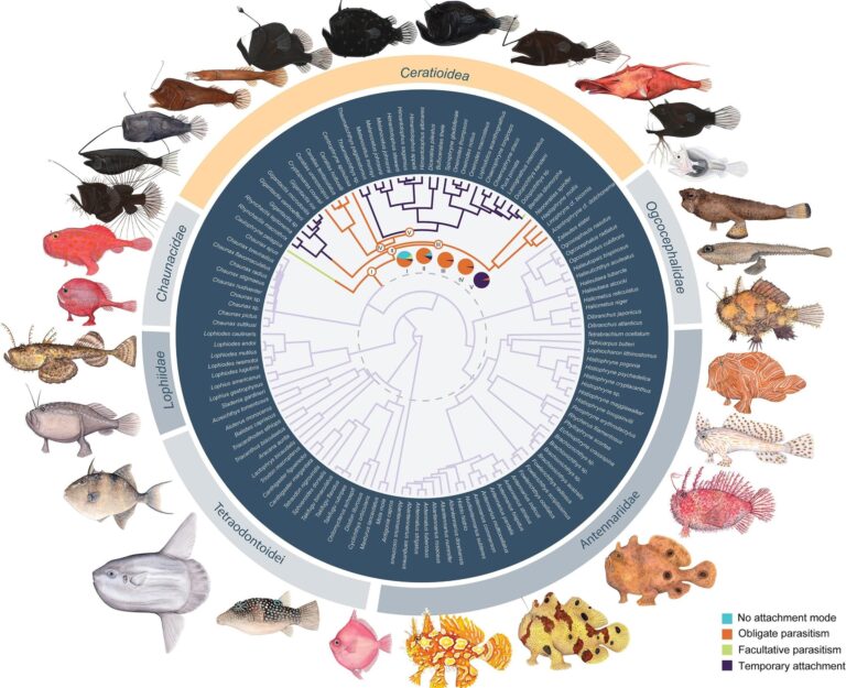 Anglerfish’s Strategy To Conquer the Deep Sea Amid Global Warming