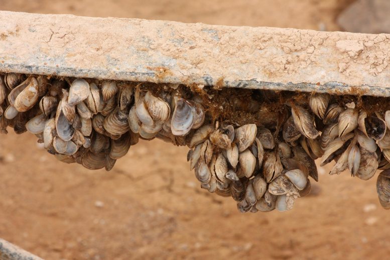 Quagga Mussels